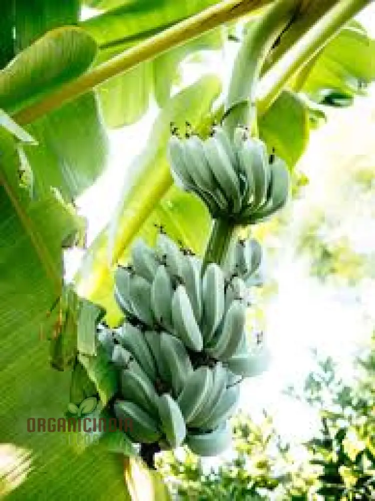 Blue Java Banana Seeds for Planting, Enhance Your Gardening with Exotic Banana Fruit Seeds - Image 5