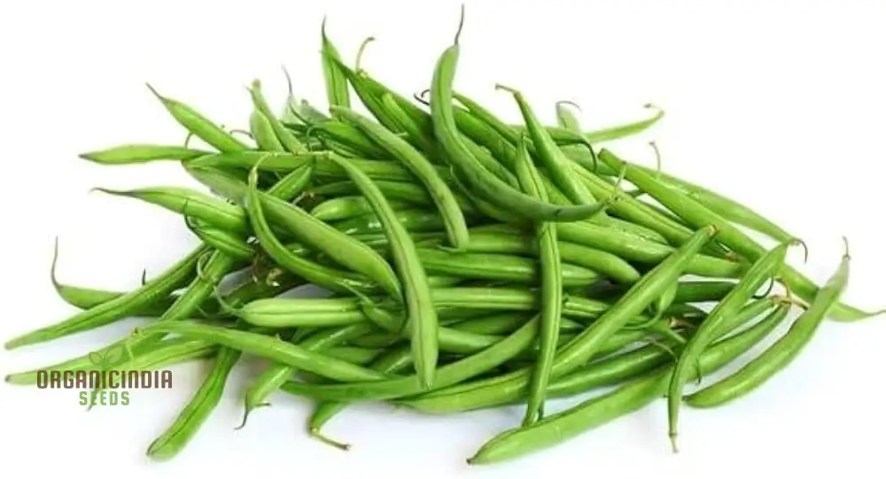 Blue Lake Seeds - Premium Quality for Planting Success in Your Garden - Image 3