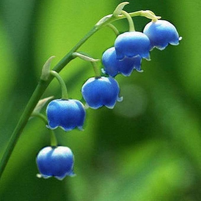Blue Lily of the Valley Seeds, Rare and Elegant Perennial Flowers for Your Garden - Image 2
