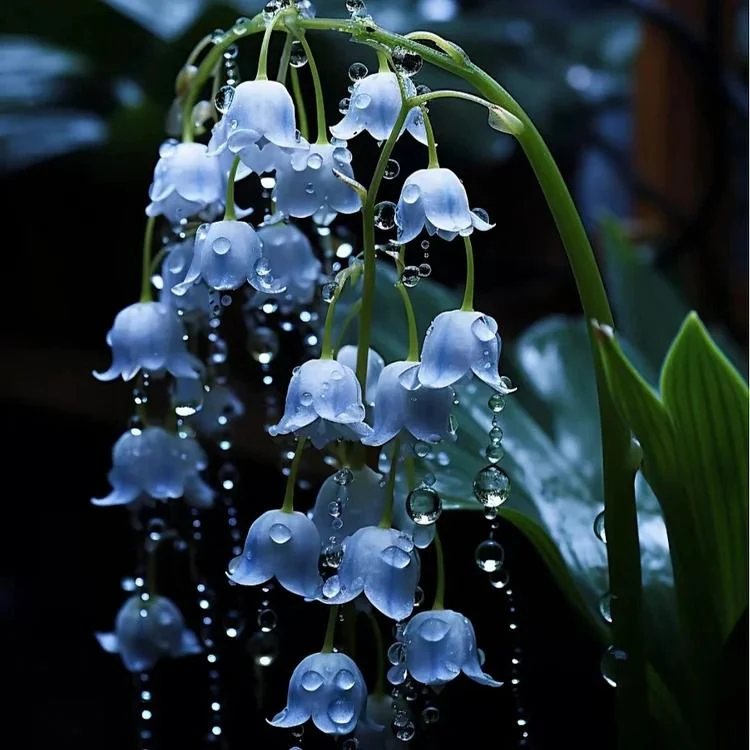 Blue Lily of the Valley Seeds, Rare and Elegant Perennial Flowers for Your Garden - Image 3