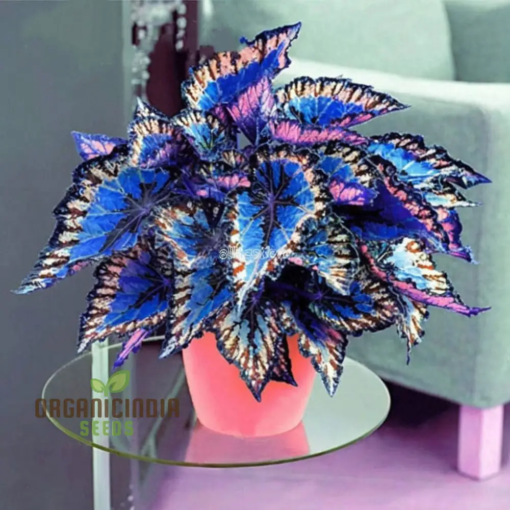 Blue Mini Coleus Plant Seeds for Vibrant Gardening: Ideal for Garden Enthusiasts Seeking Unique and Colorful Foliage