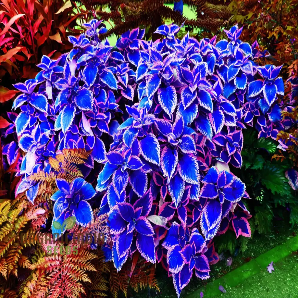 Blue Mini Coleus Plant Seeds for Vibrant Gardening: Ideal for Garden Enthusiasts Seeking Unique and Colorful Foliage - Image 2