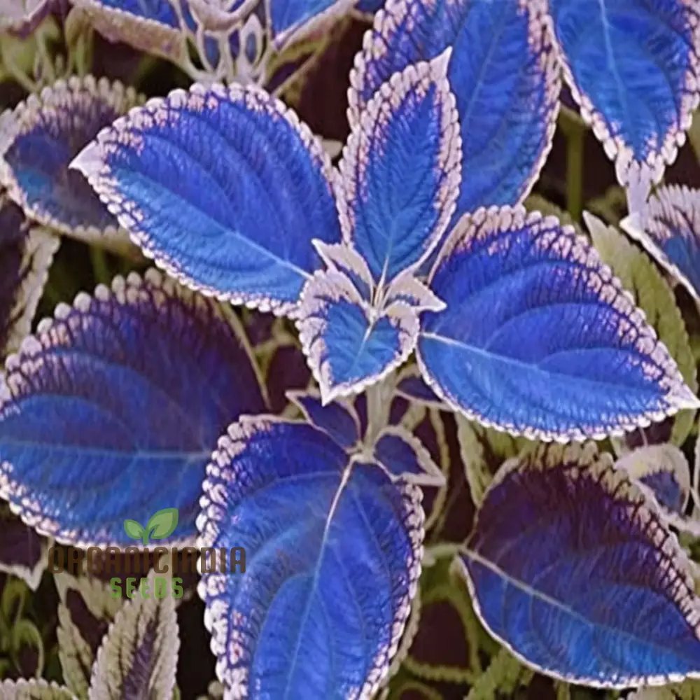 Blue Mini Coleus Plant Seeds for Vibrant Gardening: Ideal for Garden Enthusiasts Seeking Unique and Colorful Foliage - Image 3