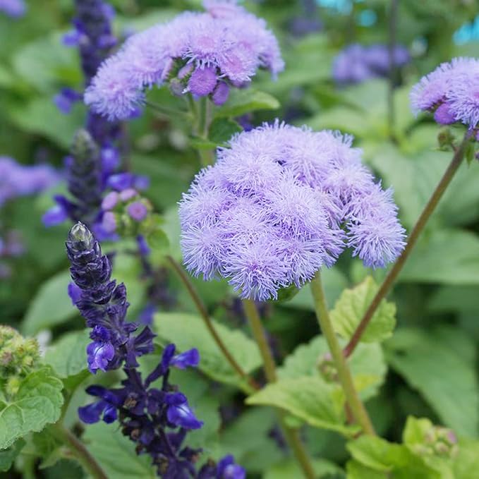 Blue Mistflower Seeds (Conoclinium coelestinum) - Hardy Upright Perennial Blooms