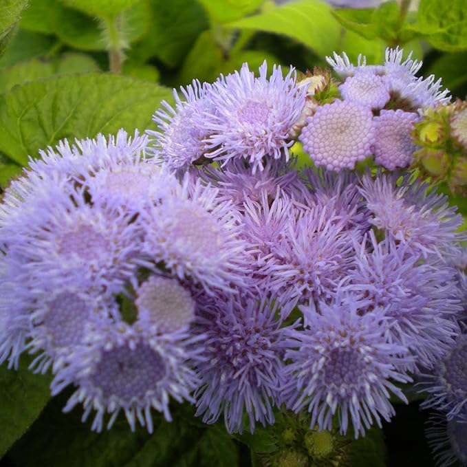 Blue Mistflower Seeds (Conoclinium coelestinum) - Hardy Upright Perennial Blooms - Image 3