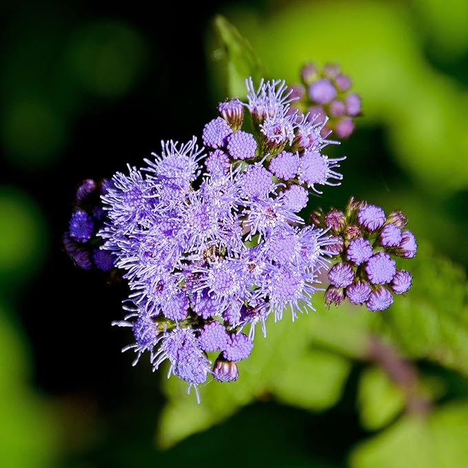 Blue Mistflower Seeds (Conoclinium coelestinum) - Hardy Upright Perennial Blooms - Image 4