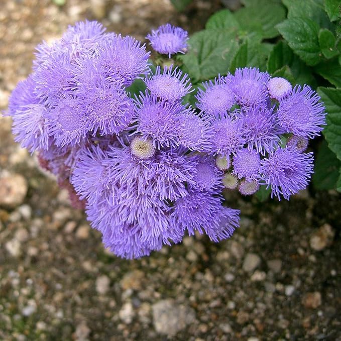 Blue Mistflower Seeds (Conoclinium coelestinum) - Hardy Upright Perennial Blooms - Image 5