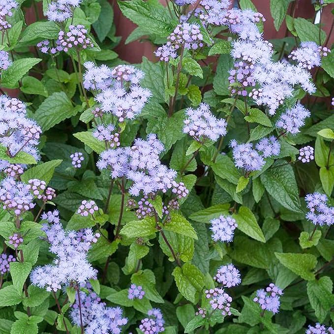 Blue Mistflower Seeds (Conoclinium coelestinum) - Hardy Upright Perennial Blooms - Image 6