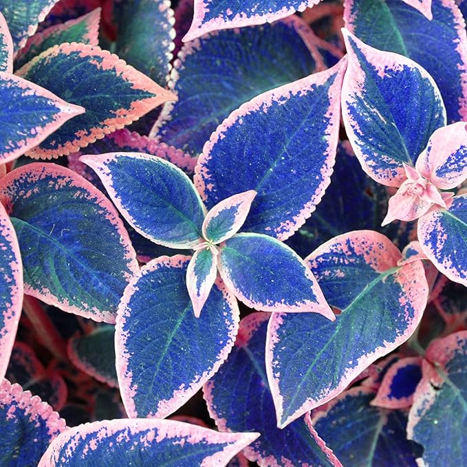 Blue Mix Coleus Seeds for Planting – Colorful Foliage Plants for Garden Beds, Pots, Balcony Containers, Indoor & Outdoor Landscaping
