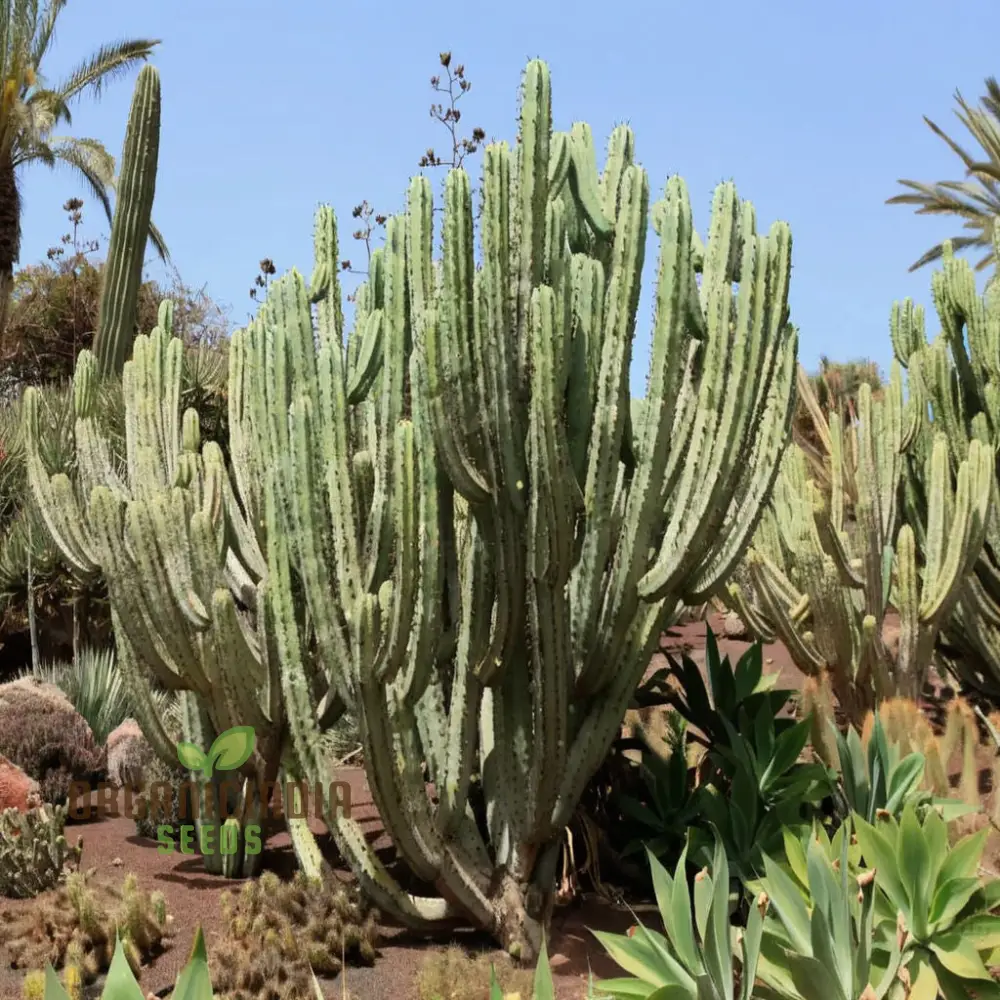 Blue Myrtle Cactus (Myrtillocactus geometrizans) Plant Seeds, Rare, Fast-Growing, Ideal for Indoor and Outdoor Gardens