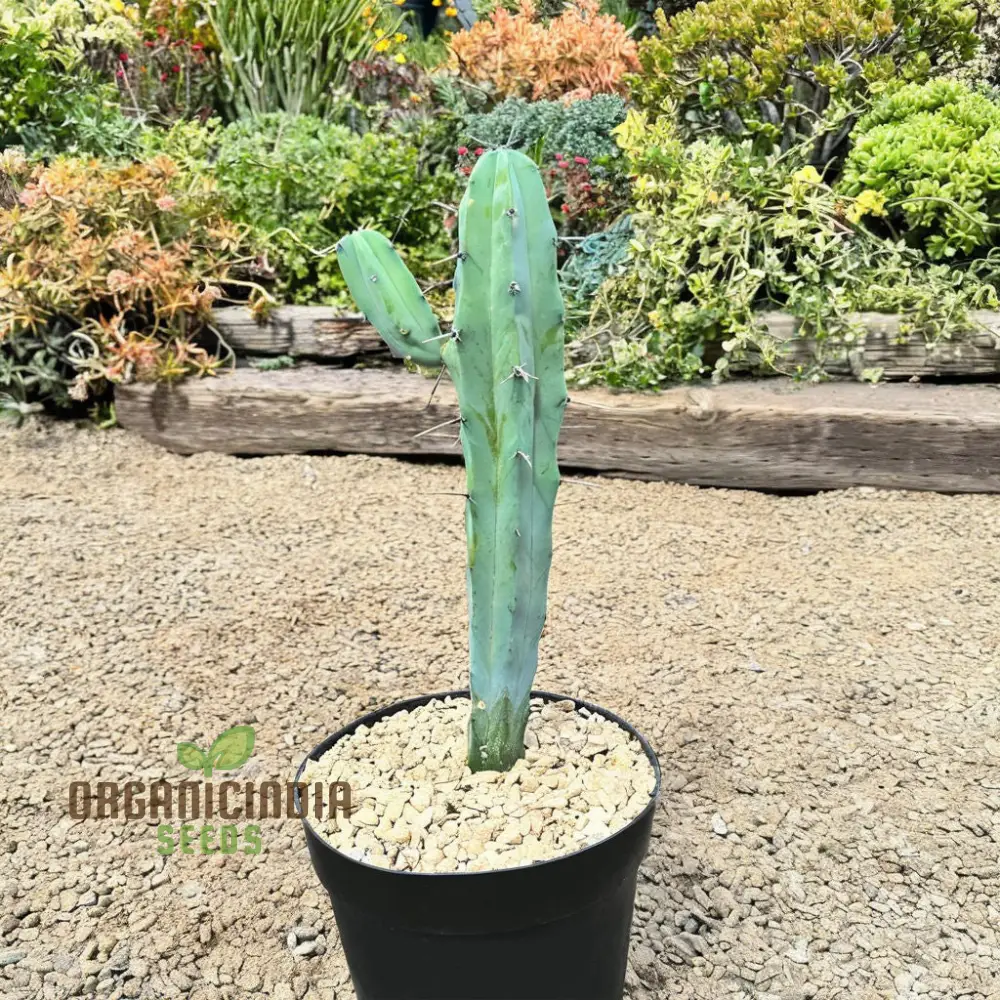 Blue Myrtle Cactus (Myrtillocactus geometrizans) Plant Seeds, Rare, Fast-Growing, Ideal for Indoor and Outdoor Gardens - Image 2