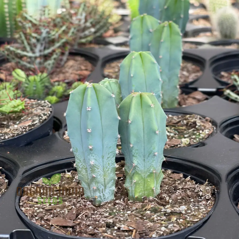 Blue Myrtle Cactus (Myrtillocactus geometrizans) Plant Seeds, Rare, Fast-Growing, Ideal for Indoor and Outdoor Gardens - Image 3