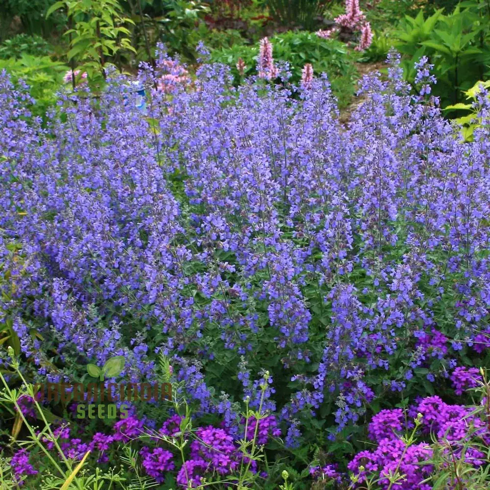 Blue Nepeta Catmint Herb Gardening Plant Seeds Mix - Easy Planting Instructions, Premium Quality Seeds - Image 2