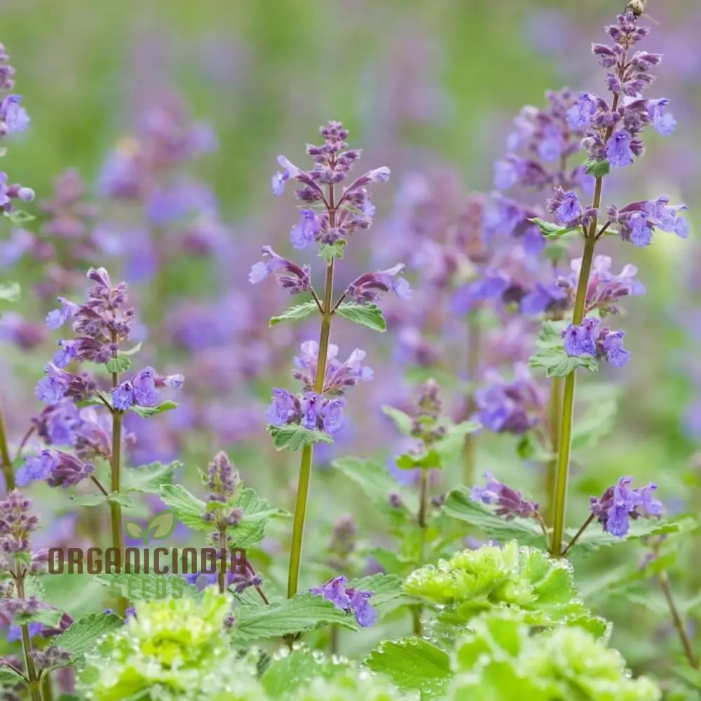 Blue Nepeta Catmint Herb Gardening Plant Seeds Mix - Easy Planting Instructions, Premium Quality Seeds - Image 3