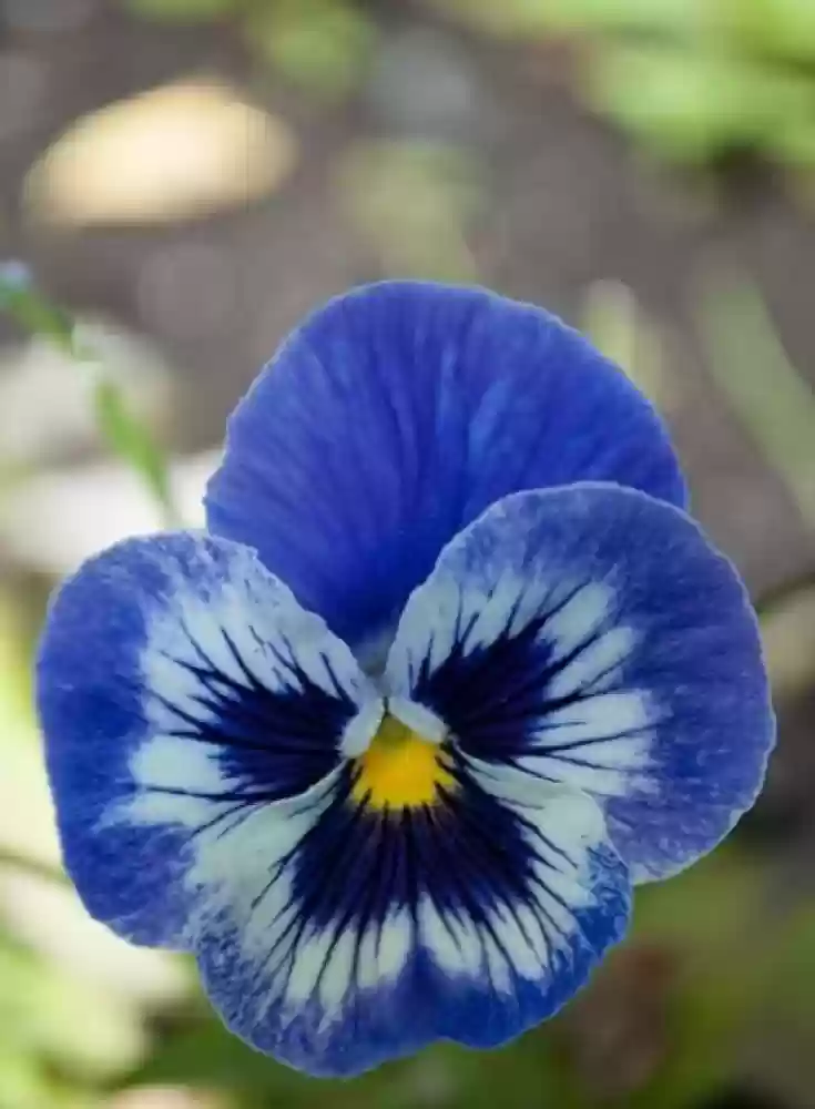 Blue Pansy Flower Seeds, Stunning Unique Blooms, Easy to Grow, Non-GMO - Image 2