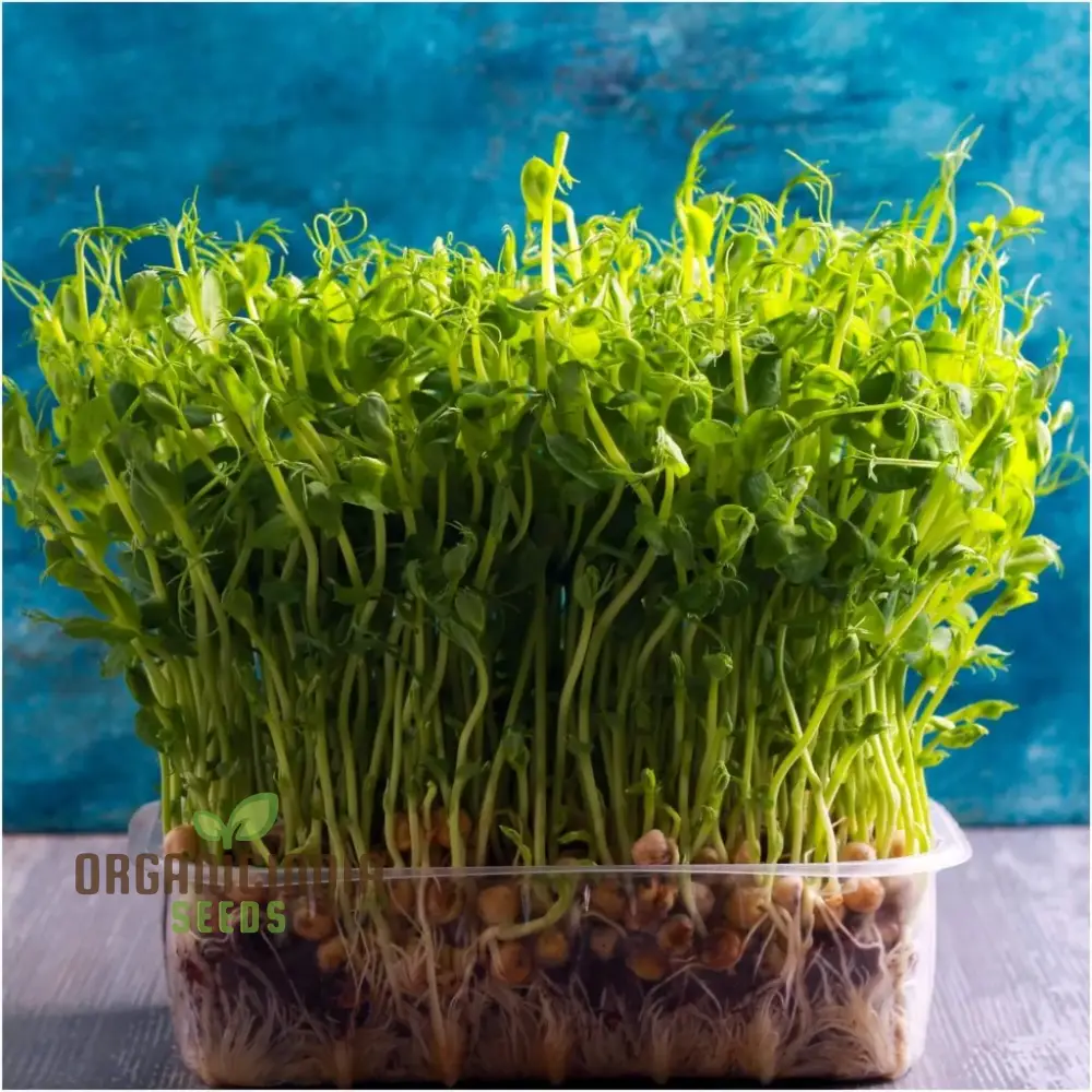 Blue Peas Seeds for Sprouting – Premium Quality Seeds for Easy Planting and Growing