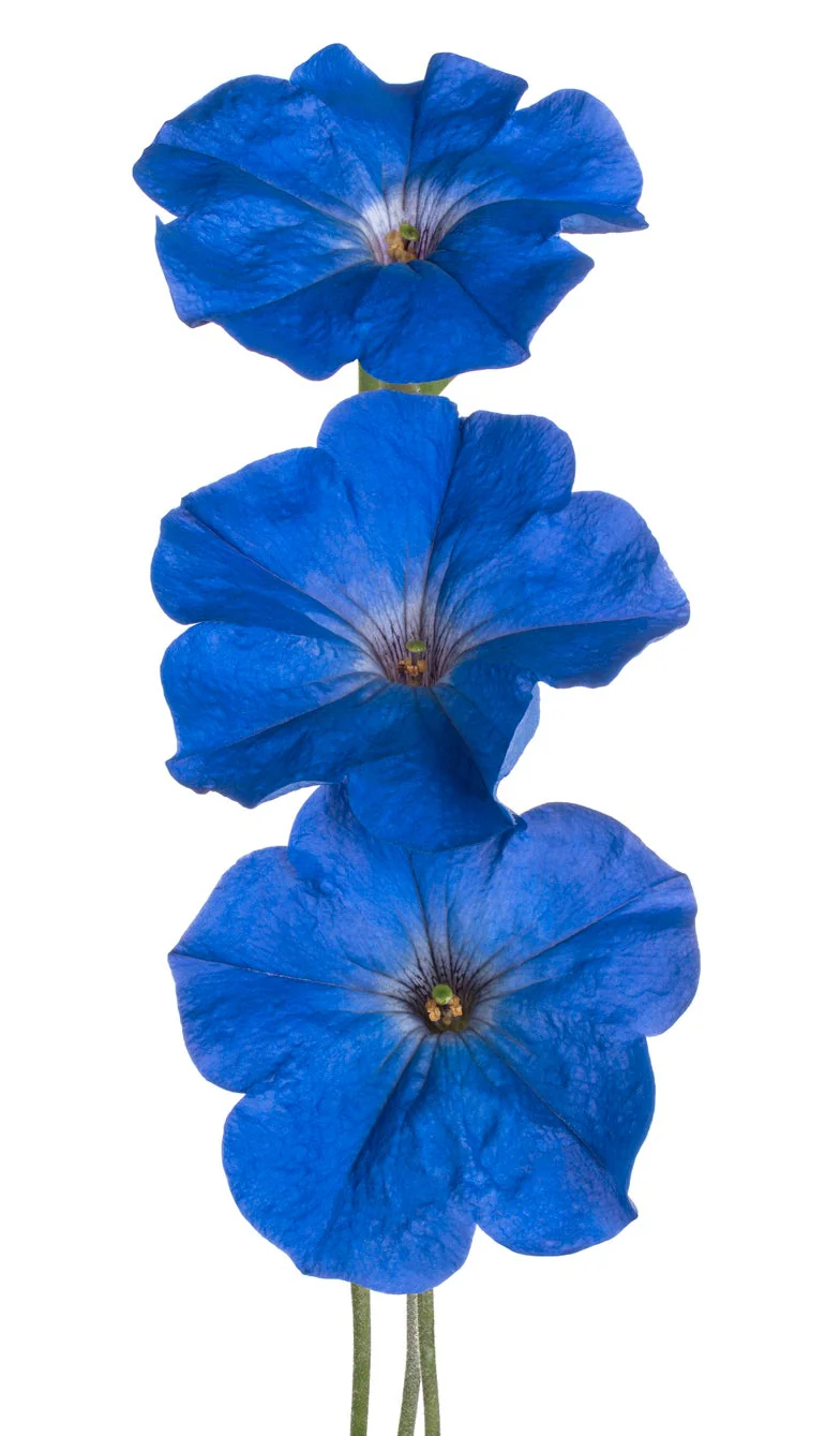 Blue Petunia Seeds – Striking True Blue Blooms for Gardens & Hanging Baskets - Image 2