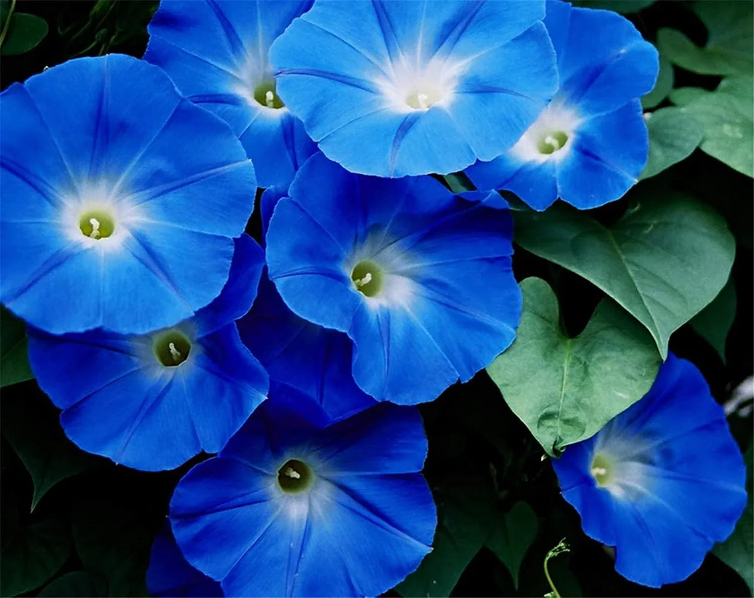 Blue Petunia Seeds – Striking True Blue Blooms for Gardens & Hanging Baskets - Image 3