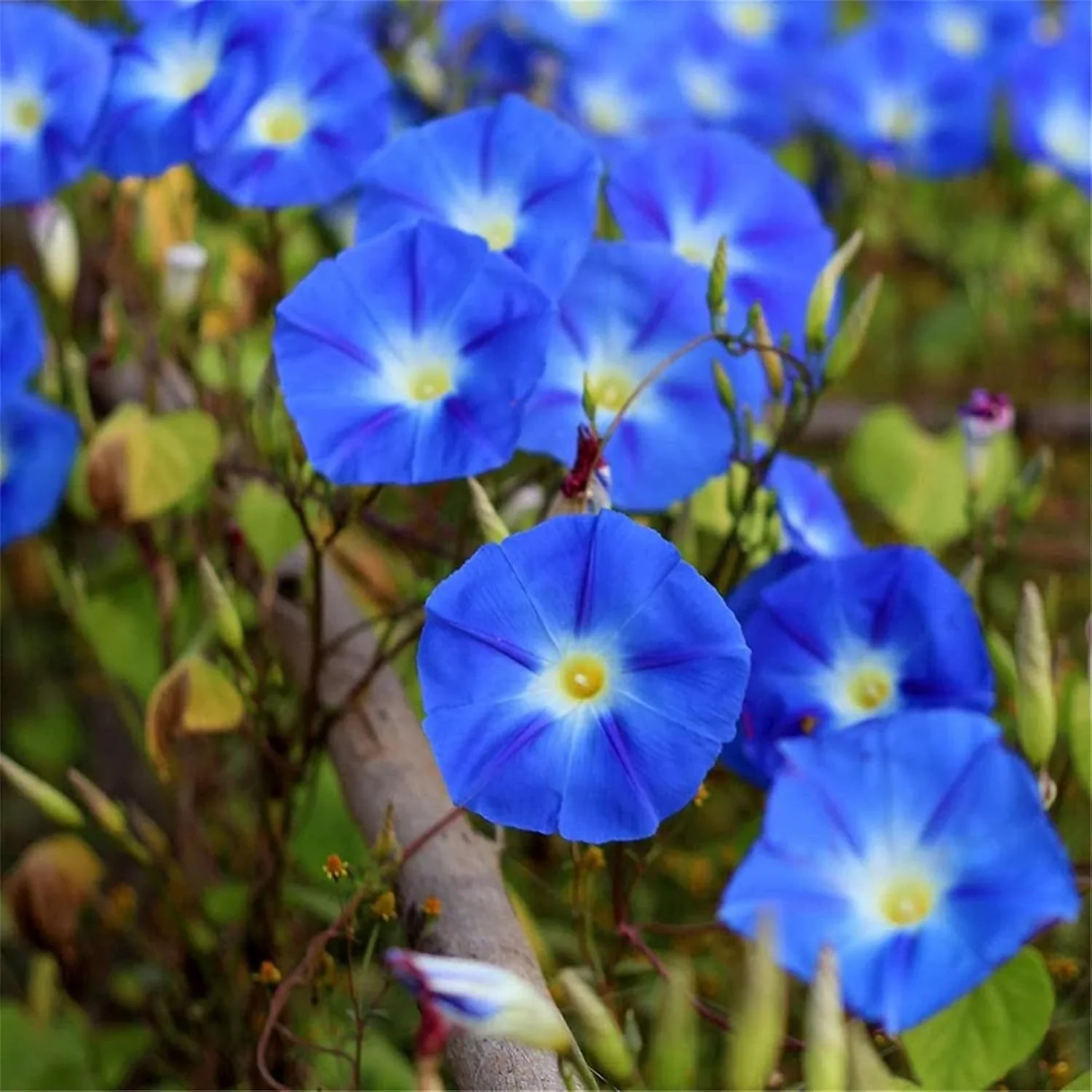 Blue Petunia Seeds – Striking True Blue Blooms for Gardens & Hanging Baskets - Image 4