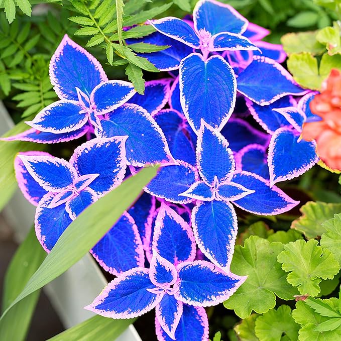 Blue Pink Coleus Seeds – Vibrant Multi-Colored Foliage for Gardens & Containers