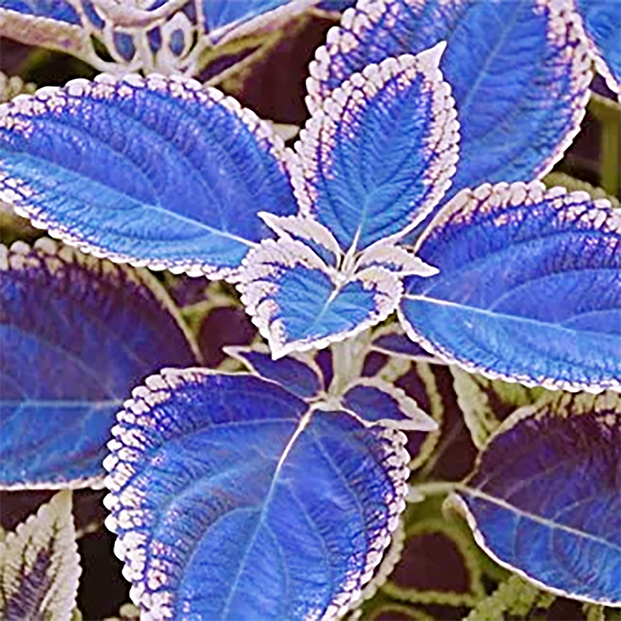 Blue Pink Coleus Seeds – Vibrant Multi-Colored Foliage for Gardens & Containers - Image 2