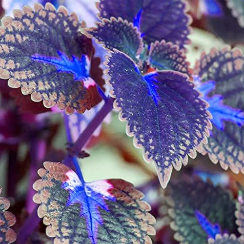 Blue Pink Coleus Seeds – Vibrant Multi-Colored Foliage for Gardens & Containers - Image 3