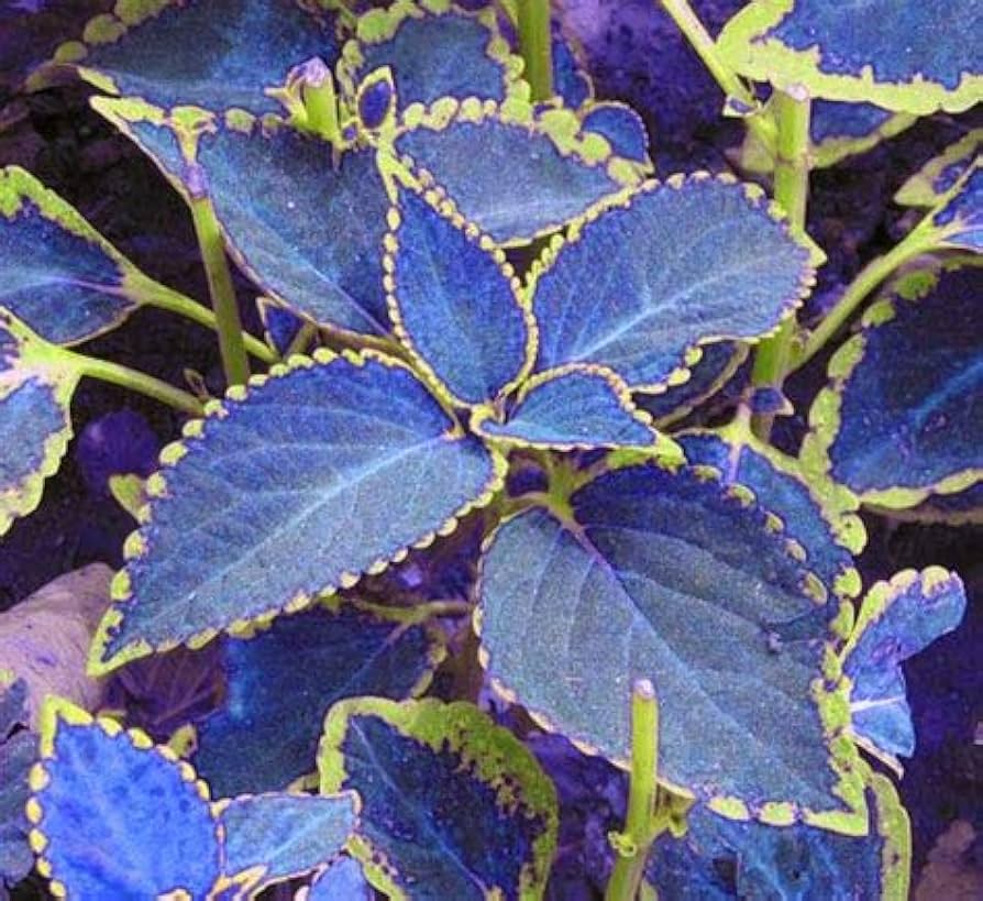 Blue Pink Coleus Seeds – Vibrant Multi-Colored Foliage for Gardens & Containers - Image 4