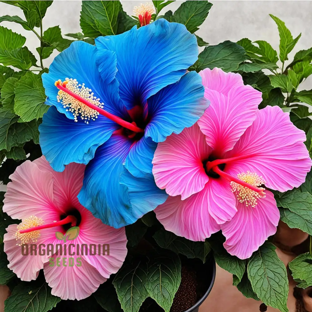 Blue Pink Hibiscus Flower Seeds - Rare Color, Hardy - Perennial Giant Flower Tropical Flower Seeds