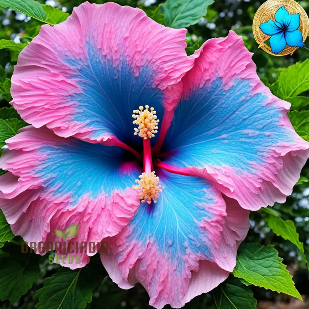 Blue Pink Hibiscus Flower Seeds - Rare Color, Hardy - Perennial Giant Flower Tropical Flower Seeds - Image 3