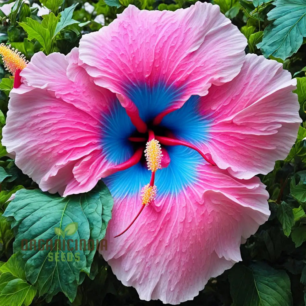 Blue Pink Hibiscus Flower Seeds - Rare Color, Hardy - Perennial Giant Flower Tropical Flower Seeds - Image 4