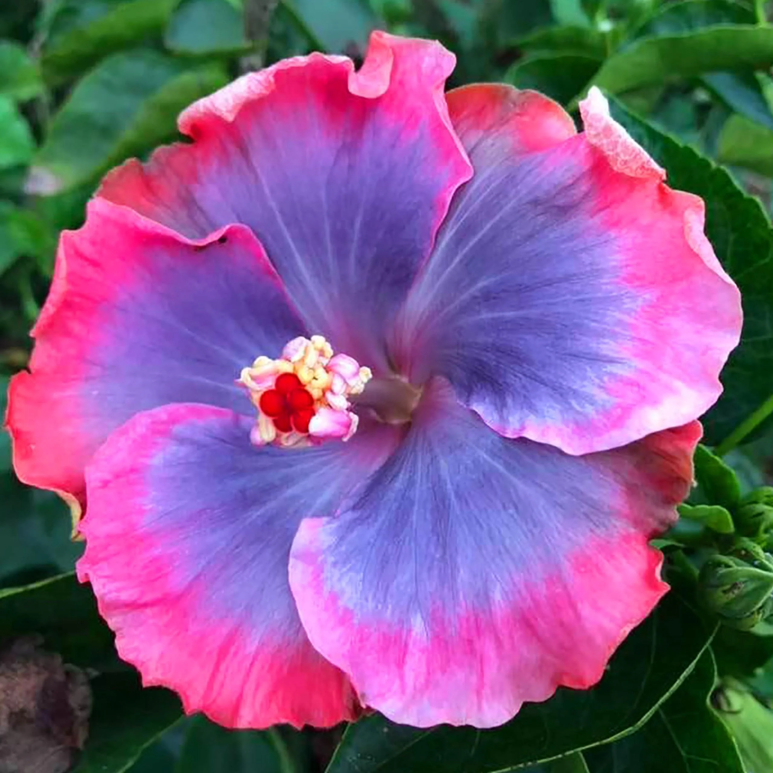 Blue Pink Purple Hibiscus Seeds  Perennial, Deer Resistant, Attracts Butterflies And Hummingbirds, Low Maintenance for Beds, Borders, Patio, Containers