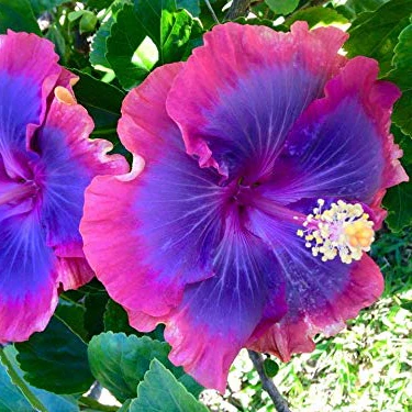 Blue Pink Purple Hibiscus Seeds  Perennial, Deer Resistant, Attracts Butterflies And Hummingbirds, Low Maintenance for Beds, Borders, Patio, Containers - Image 4