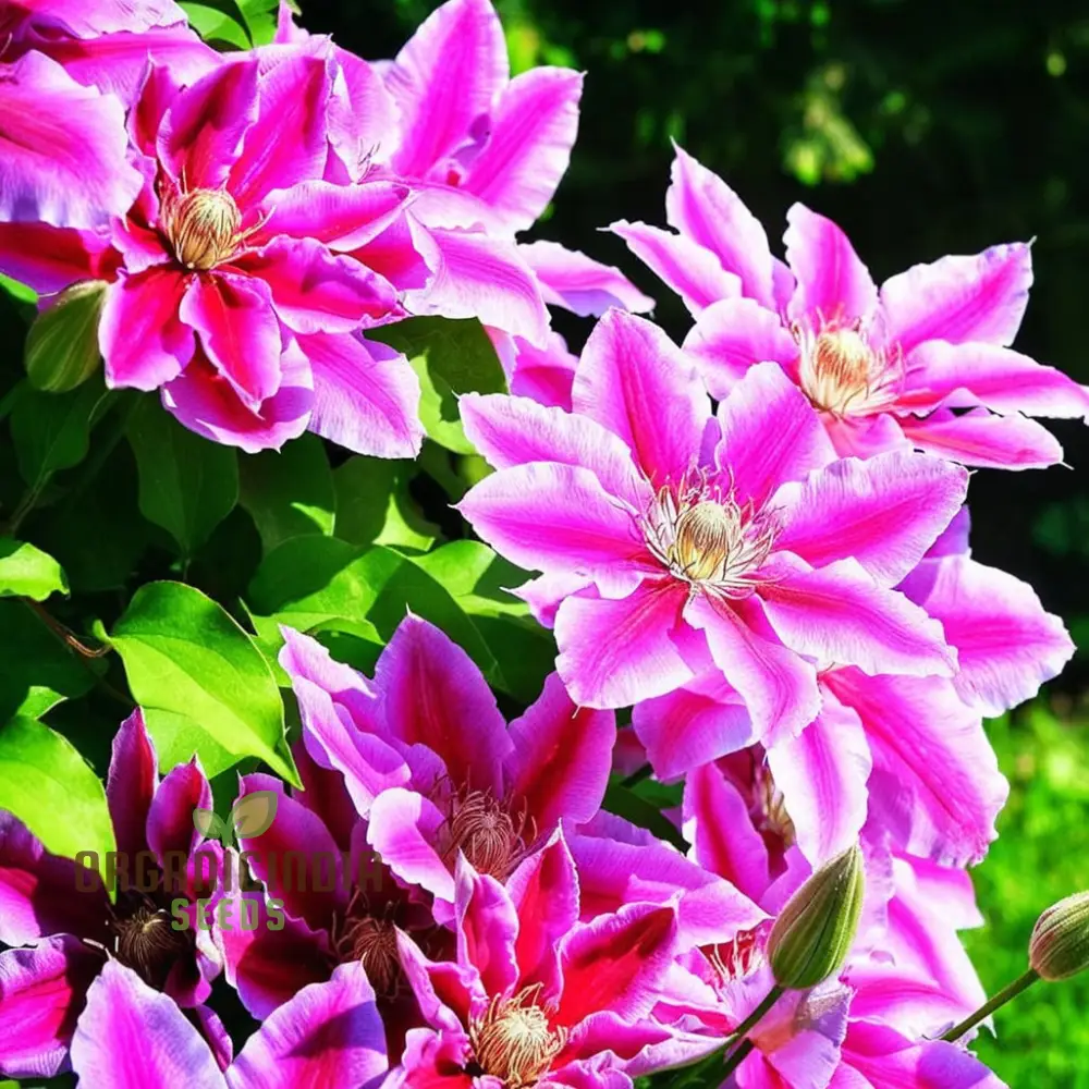 Blue, Pink, Red, Purple Mix Clematis Seeds - Create a Colorful Clematis Garden Display - Image 3