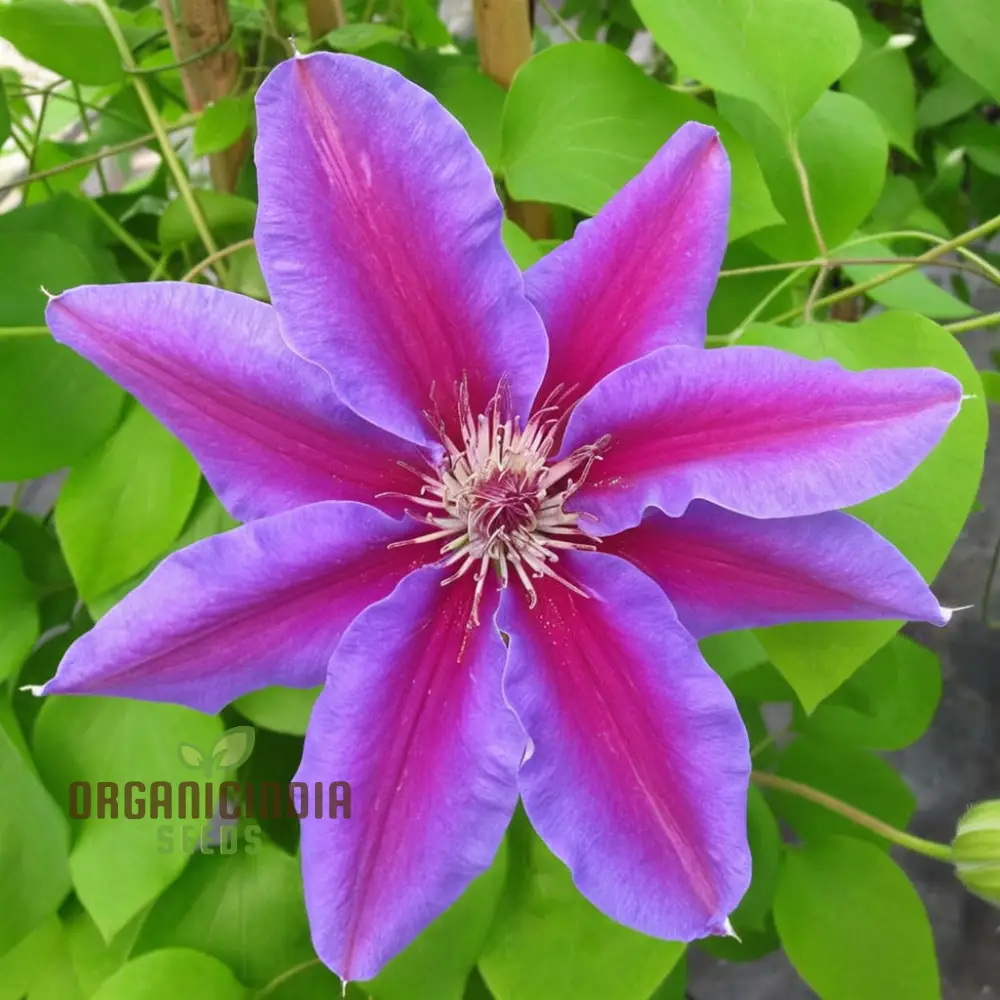 Blue, Pink, Red, Purple Mix Clematis Seeds - Create a Colorful Clematis Garden Display - Image 4