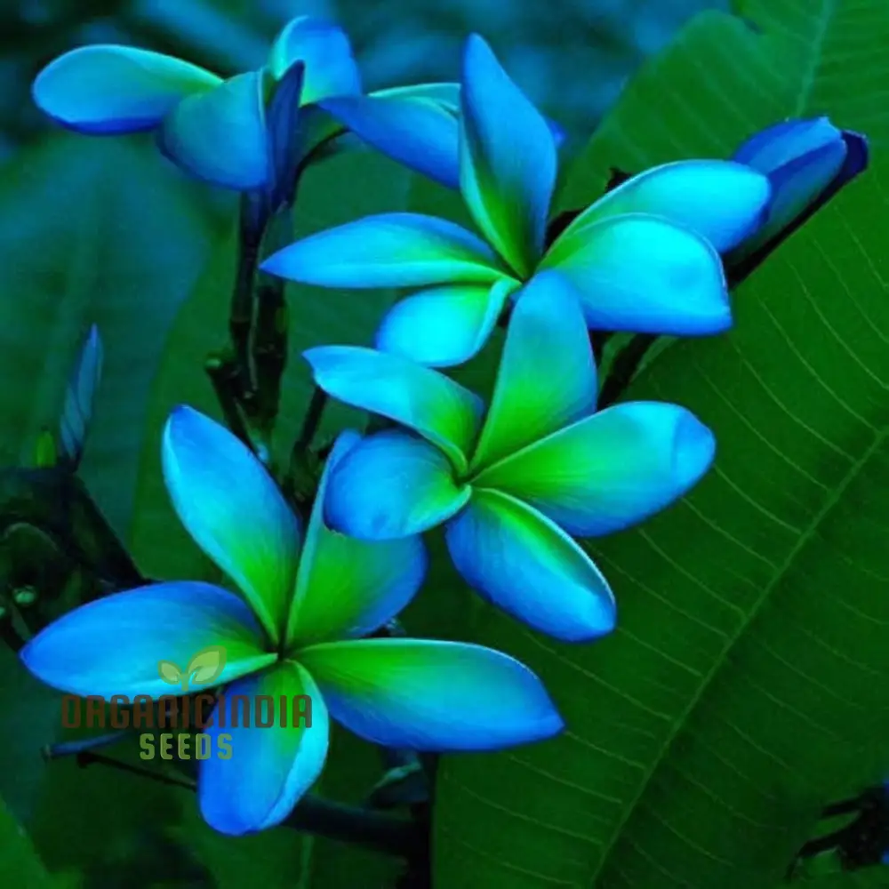 Blue Plumeria Flower Seeds, High Germination, Vibrant Blooms, Perfect for Home Gardens