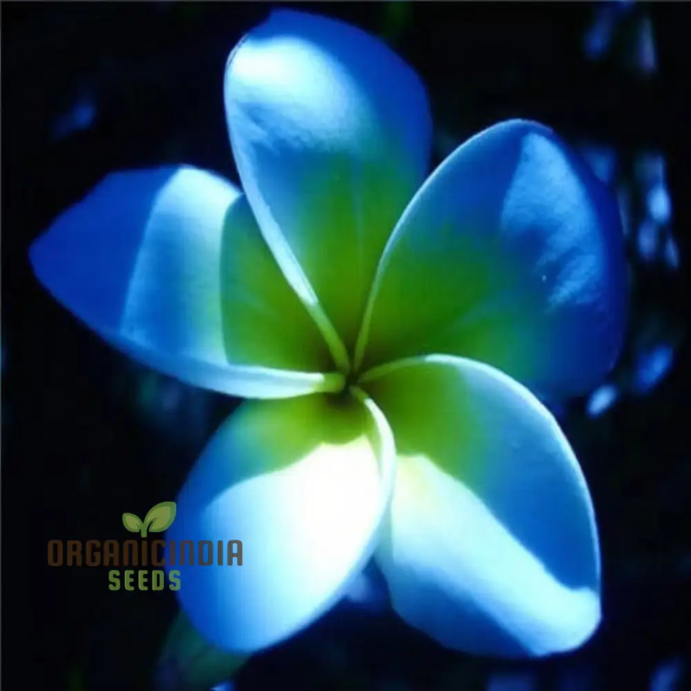Blue Plumeria Flower Seeds, High Germination, Vibrant Blooms, Perfect for Home Gardens - Image 3