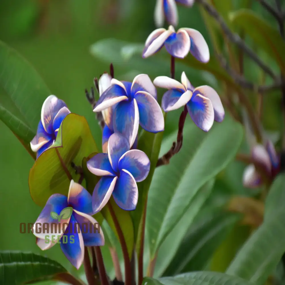Blue Plumeria Flower Seeds, High Germination, Vibrant Blooms, Perfect for Home Gardens - Image 4