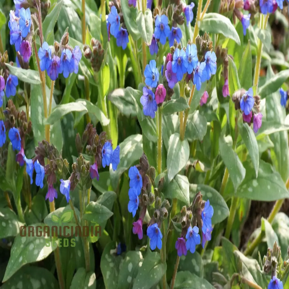 Blue Lungwort Seeds or Pulmonaria Officinalis Seeds for Planting