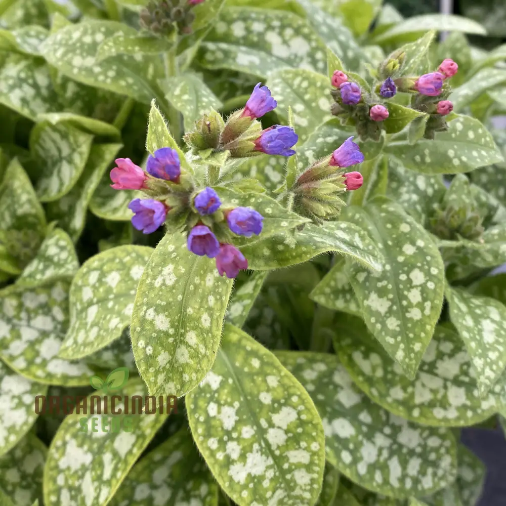 Blue Lungwort Seeds or Pulmonaria Officinalis Seeds for Planting - Image 3