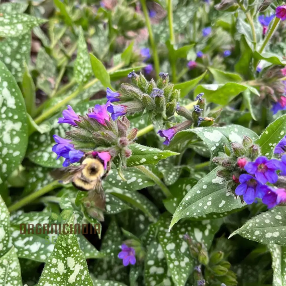 Blue Lungwort Seeds or Pulmonaria Officinalis Seeds for Planting - Image 4