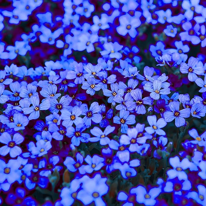 Blue Rock Cress Seeds – Perennial Ground Cover for Garden Borders