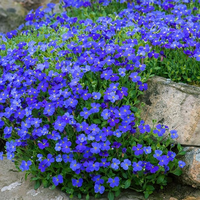 Blue Rock Cress Seeds – Perennial Ground Cover for Garden Borders - Image 3