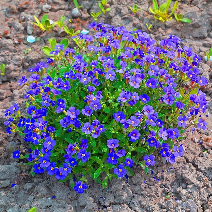 Blue Rock Cress Seeds – Perennial Ground Cover for Garden Borders - Image 4