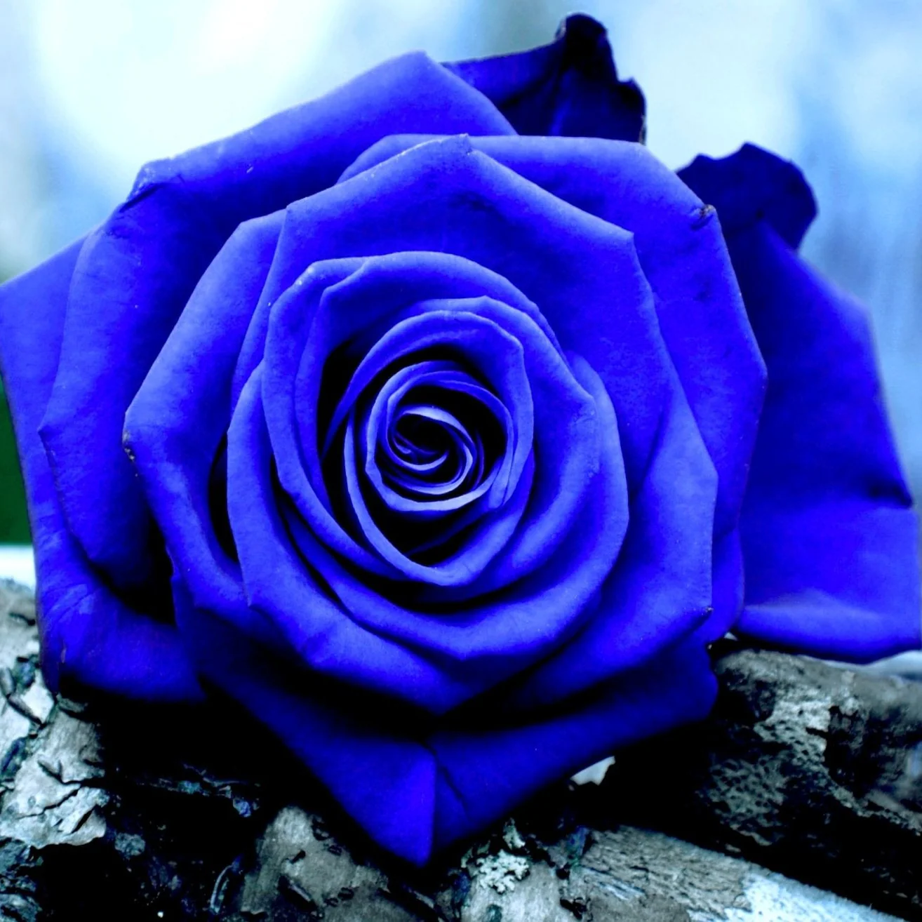 Blue Rose Flower Seeds ,Rare Exotic Blooms, Easy to Grow, Non-GMO