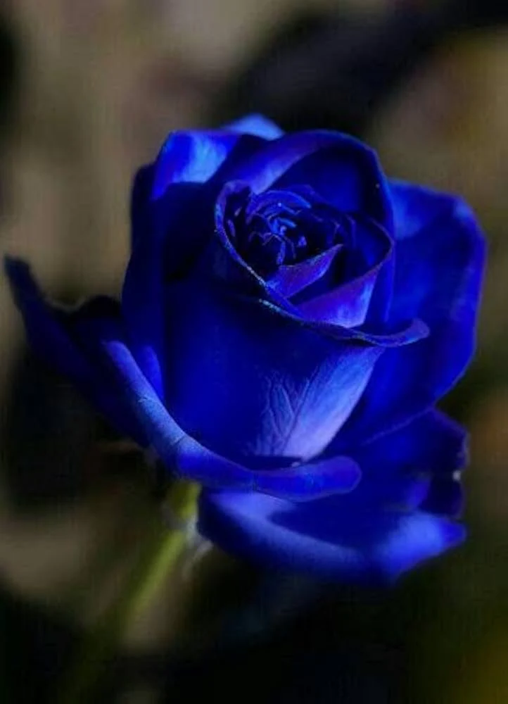 Blue Rose Flower Seeds ,Rare Exotic Blooms, Easy to Grow, Non-GMO - Image 2