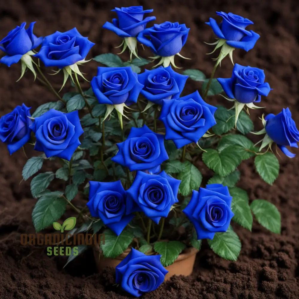 Blue Rose Flower Seeds ,Rare Exotic Blooms, Easy to Grow, Non-GMO - Image 5
