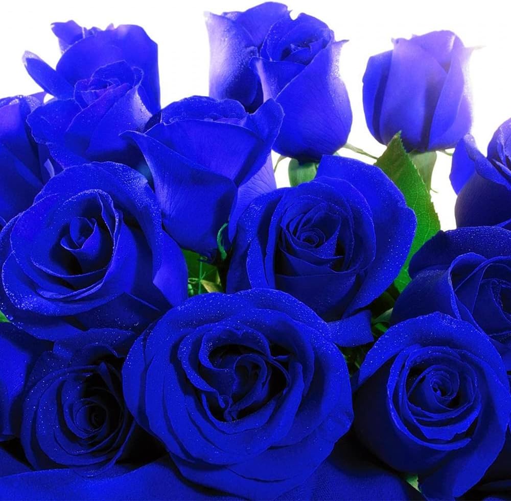 Blue Rose Flower Seeds ,Rare Exotic Blooms, Easy to Grow, Non-GMO - Image 6