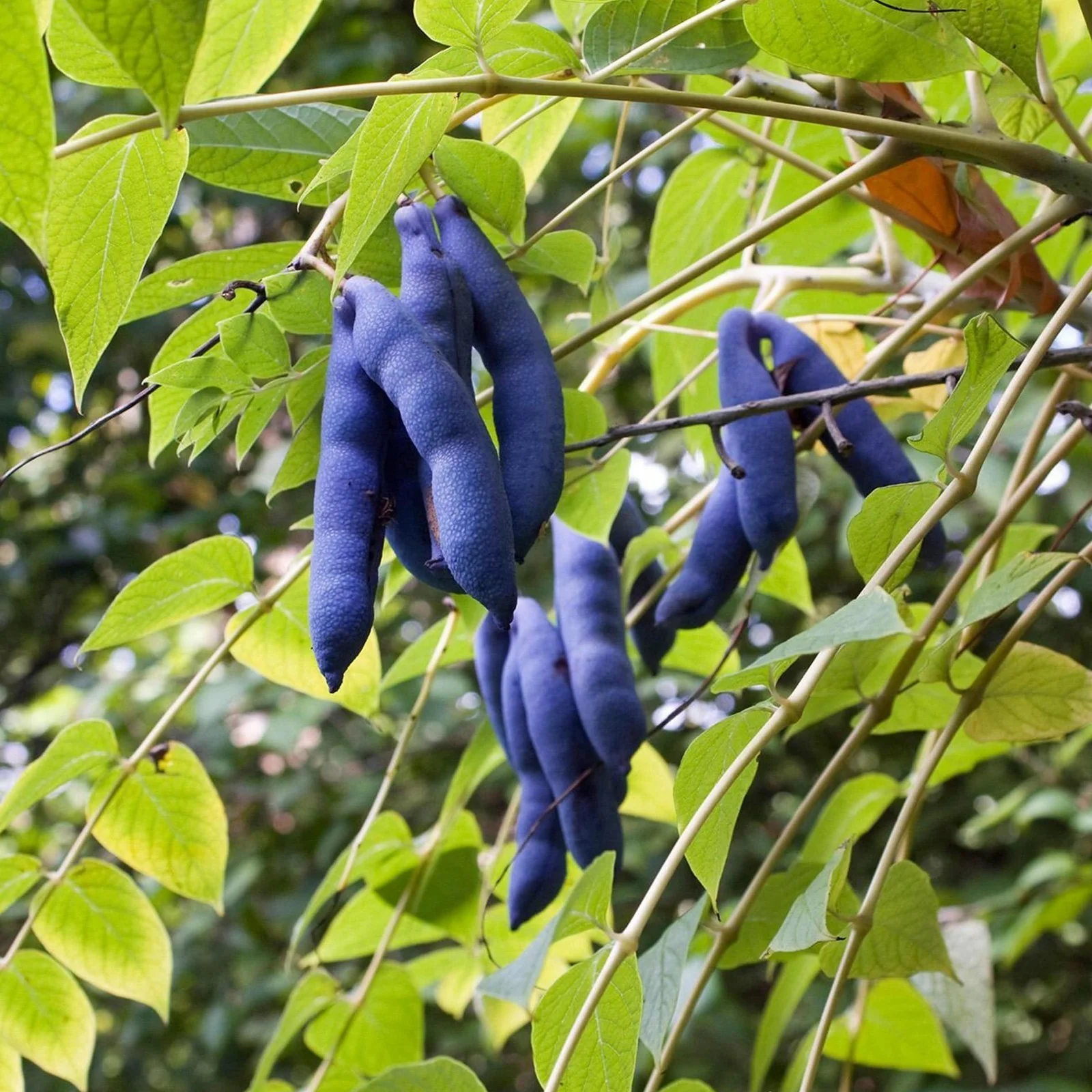 Blue Sausage Fruit Seeds