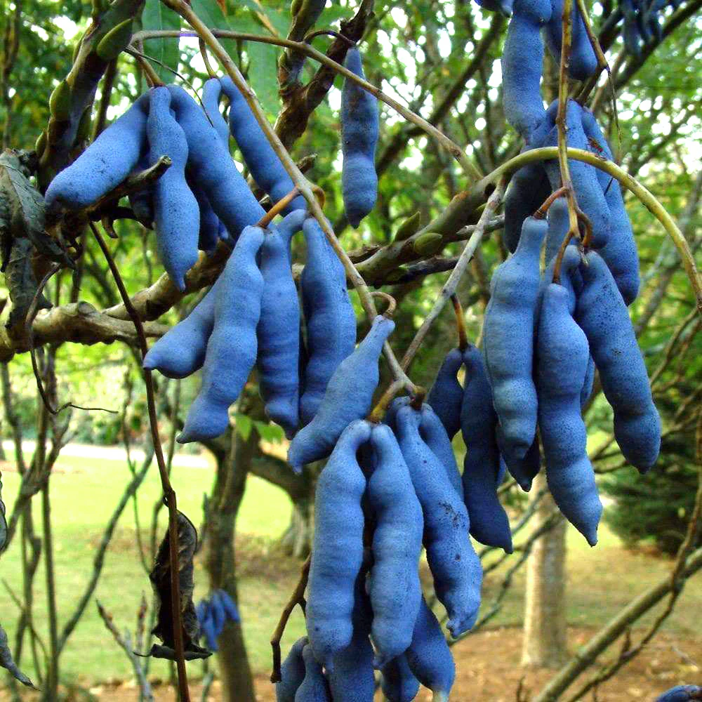 Blue Sausage Fruit Seeds - Image 3