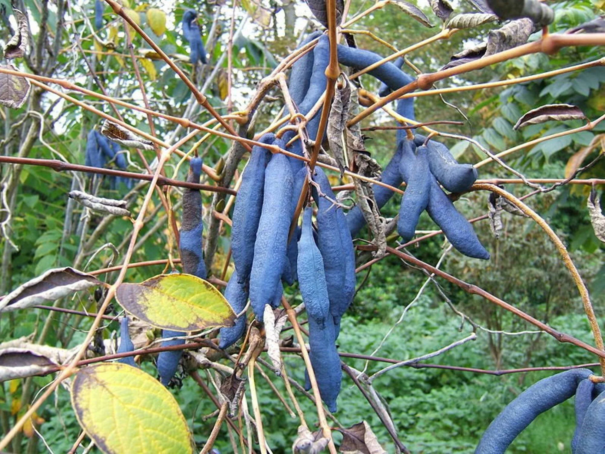 Blue Sausage Fruit Seeds - Image 4